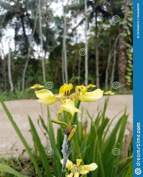 Flower Plant Yellow Wildflower Grass Meadow Green Nature Garden Leaf