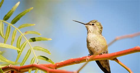 Arizona Birds No 1