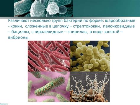 Такие разные полезные бактерии - презентация онлайн