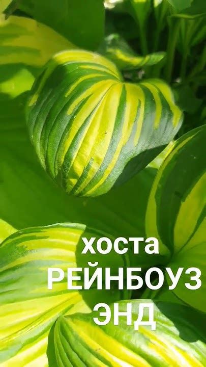 Хоста Рейнбоуз Энд #хосты #купитьхосту #растенияворонеж # ...