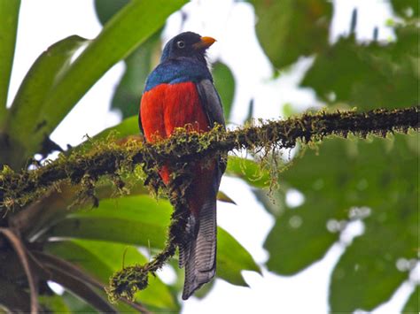 Birding Papagayo Peninsula Costa Rica A Complete Guide