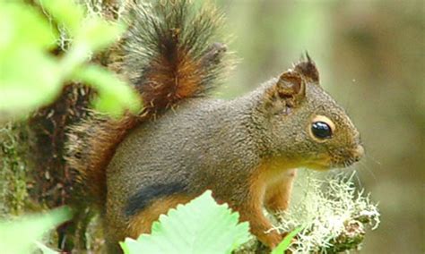 Chickaree Squirrel - Key Facts, Information & Pictures