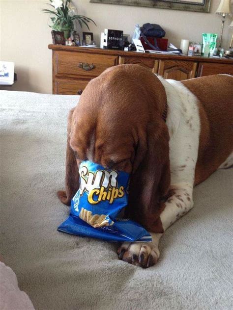 14 Hilarious Basset Hound Pics You Won T Forget Artofit