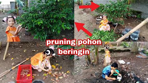 Pruning Pohon Beringin Dan Aktivitas Di Sore Hari Bersih Bersih Kebun