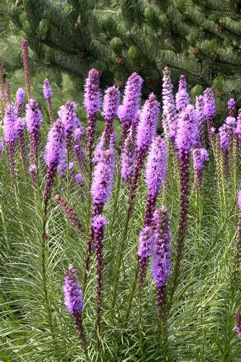 Лиатрис Спиката (Spicata) в горшке - купить луковицы цветов с доставкой ...