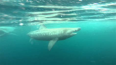 Basking Sharks Scotland Youtube