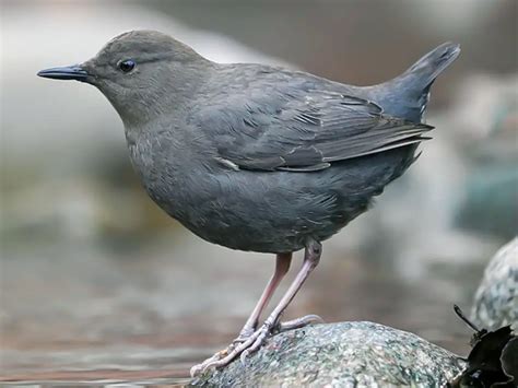 26 Mountain Birds You Should Know - The Worlds Rarest Birds