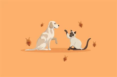 Kutu Anjing Dan Potensi Penularannya Ke Manusia Anabulpedia