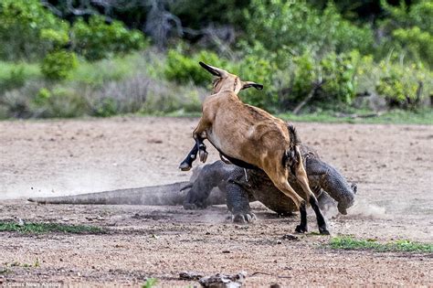 Pair of Komodo dragons catch and kill an unsuspecting goat in Indonesia