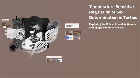 Temperature Sensitive Regulation Of Sex Determination In Turtles By Nouara Amokrane On Prezi