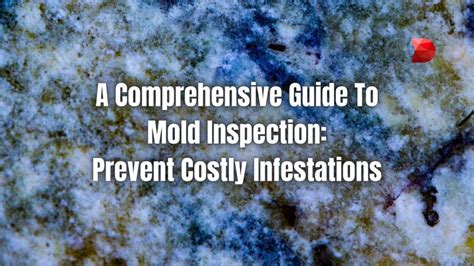 A Comprehensive Guide To Mold Inspection Prevent Costly Infestations