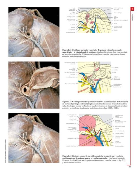 Atlas En Color De Anatomia Veterinaria El Perro Y Del Gato