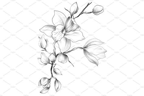 Pencil Drawing Orchid Flowers Flower Tattoo Shoulder Drawings