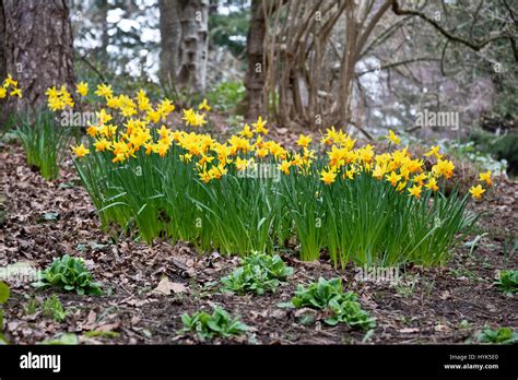 Collection Of Daffodils Growing In The Woods In Victoria Bc Canada In