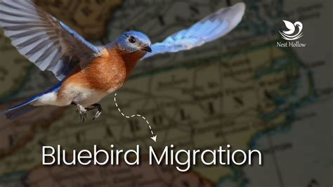 Do Bluebirds Migrate South For The Winter? New Update 2022