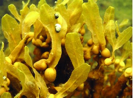A The Brown Algae Fucus Vesiculosus Is The Dominating Brown Algae On