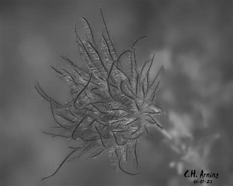 Ebony Feathers Chuck Arning Ebony Feathers