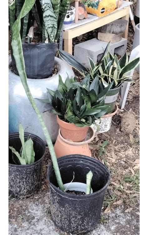 This news report explains why leander is growing so fast 36