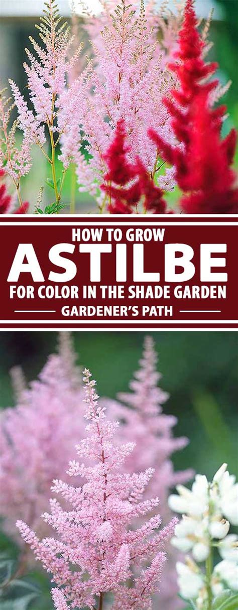 How to Grow and Care for Astilbe Flowers | Gardener’s Path