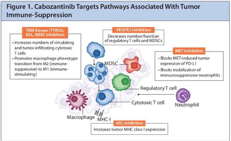 ASCO 2020: Cabozantinib in Combination with Atezolizumab in Patients ...