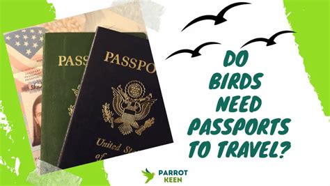 Do Birds Need Passports To Travel Parrotkeen