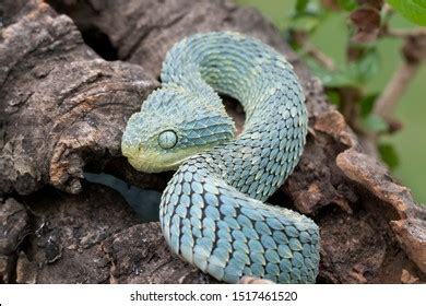 195 Atheris squamigera Images, Stock Photos & Vectors | Shutterstock