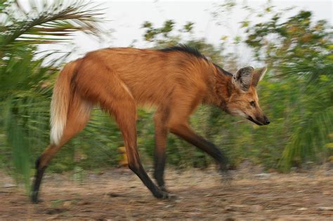 Maned Wolf | Sean Crane Photography