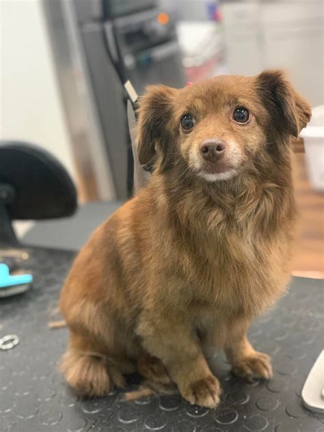 Pet Grooming Services | Snohomish County, WA | 425-903-4219
