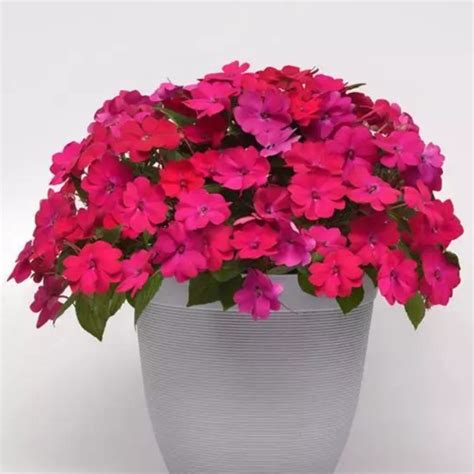 Бальзамин SolarScape 'Magenta Bliss' - Impatiens - рассада цветов СПб