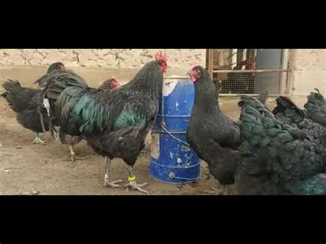Джерсийкий гигат🐓 - YouTube