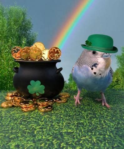 Petslady S Pick Adorable Leprechaun Parakeet Of The Day Pet Birds