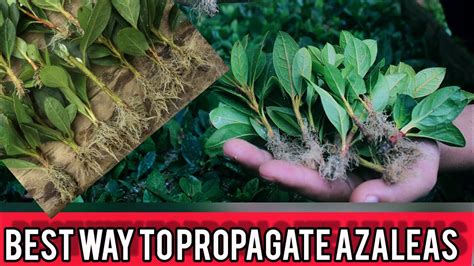 How To Propagate Azaleas From Cuttings Full Explanation Youtube