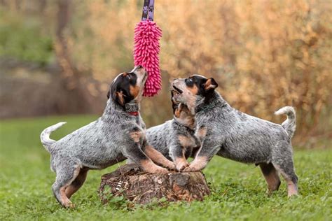 10 Best Australian Cattle Dog Breeders (2024): Our Top 10 Picks!