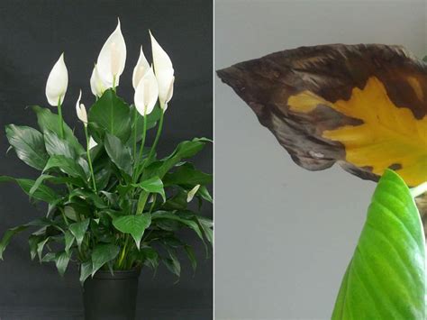 Why Do Peace Lily Leaves Turn Yellow or Brown? - World of Flowering ...