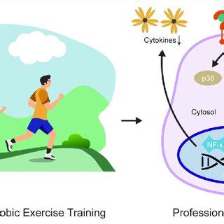 Schematic Representation Of The Cellular Model For The Inhibitory