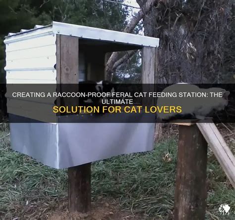 Creating A Raccoon Proof Feral Cat Feeding Station The Ultimate