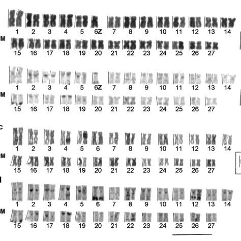 PDF A ZZ ZW Sex Chromosome System In A New Species Of The Genus Parodon Pisces Parodontidae