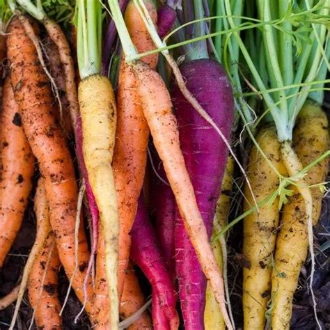 root vegetables  rs kg beetroot   delhi id