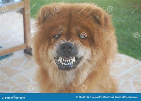 Chow Chow Stock Photo - Image: 52656107