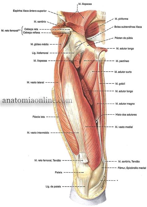 M Sculos Da Coxa E Do Quadril Muscles Fessiers Anatomie Du Corps