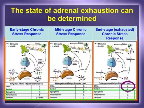 Thyroid Adrenals Sex Hormones A Balancing Act Ppt