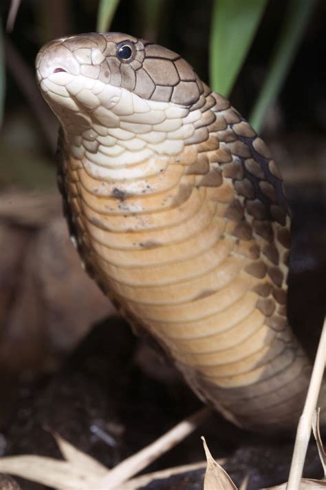 464 best Cobras images on Pinterest | Snakes, Animaux and Cobra snake