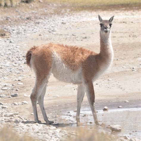 Guanaco Lama Guanicoe Ecoregistros