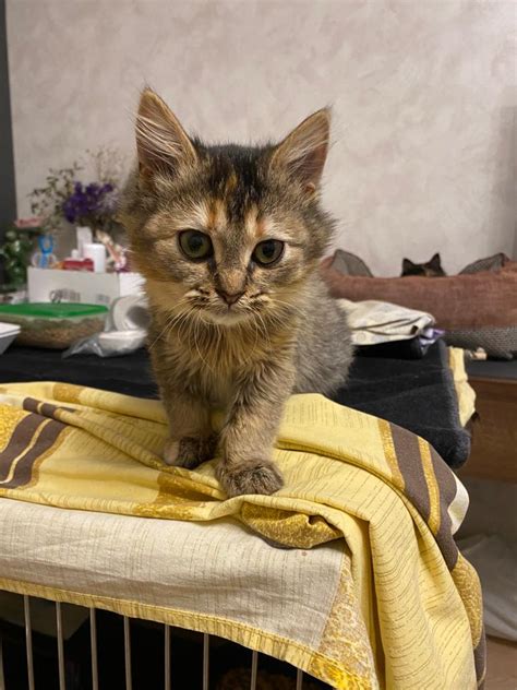 Дарси 7 месяцев - Мичико