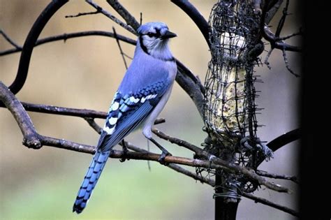 Common Backyard Birds in Iowa (With Pictures) - Optics Mag