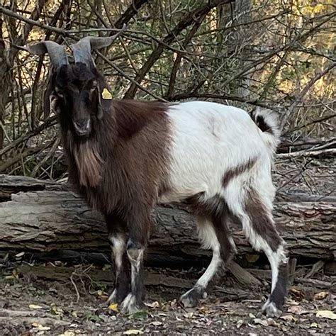 Black Kiko Goats