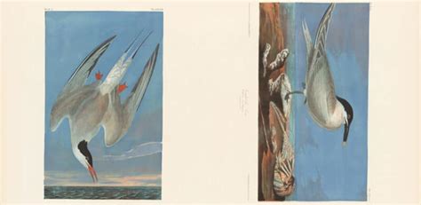 Audubons Watercolors John Woodhouse Audubon Portrait Of Jj Audubon
