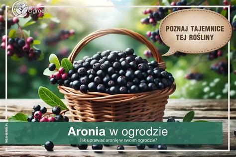 Aronia Uprawa Kiedy Zbiera W A Ciwo Ci Lecznicze Poznaj Krzew Aronii