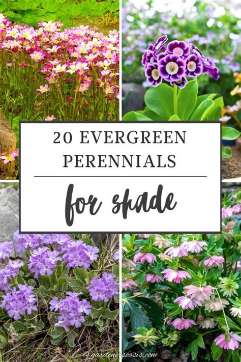 20 Evergreen Perennials For Shade