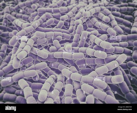 Bacterial Pneumonia Cell